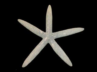 ss399 bluey natural starfish